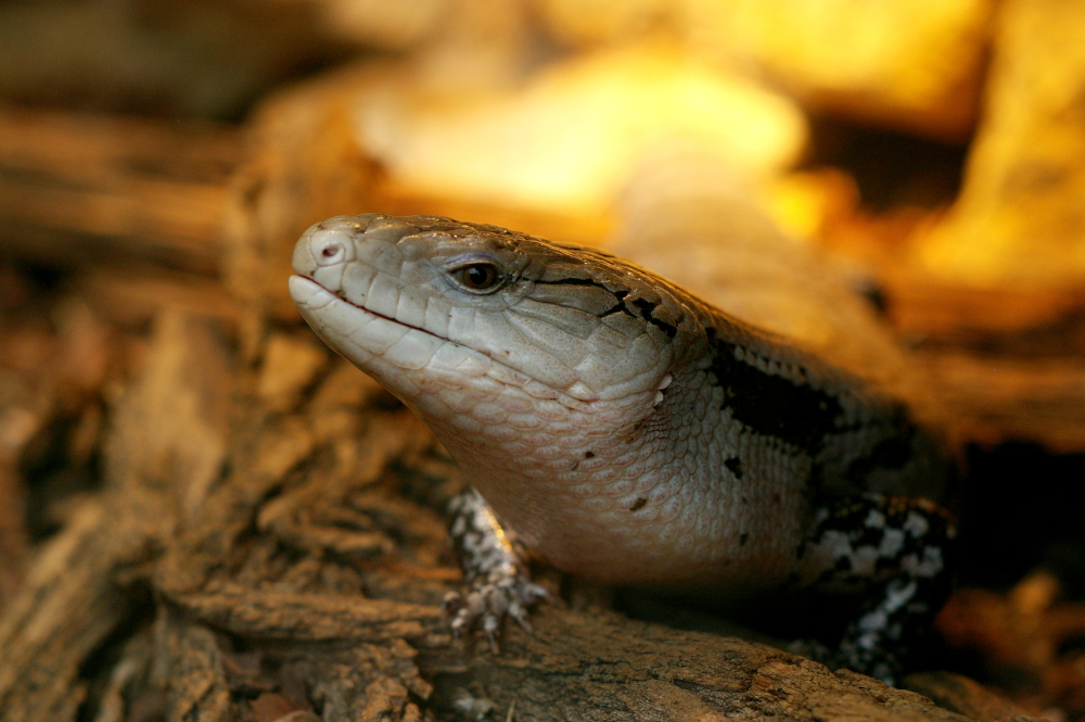 Bitte ein mal Posieren