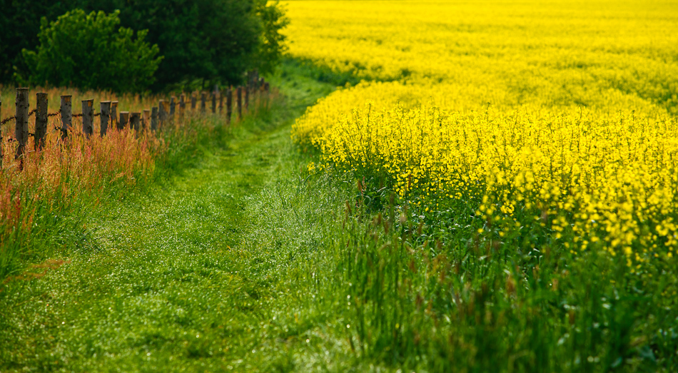Sächsiche Schweiz 11