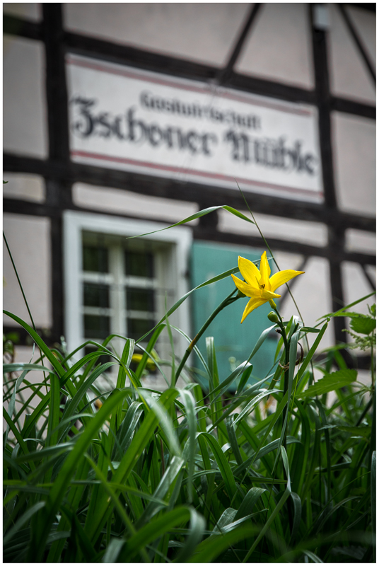 Mühlenflora