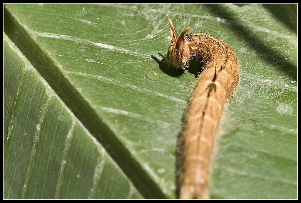 schau mir in die Augen