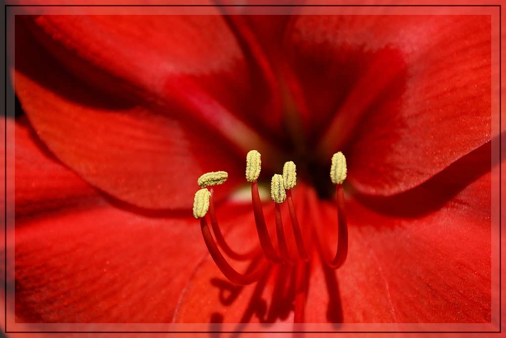 Amaryllis