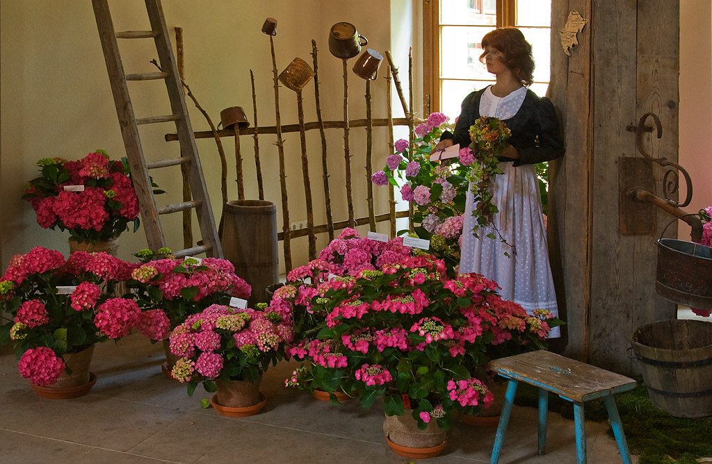 Hortensienschau 5