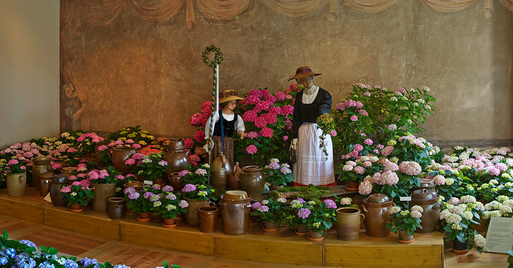 Hortensienschau 7