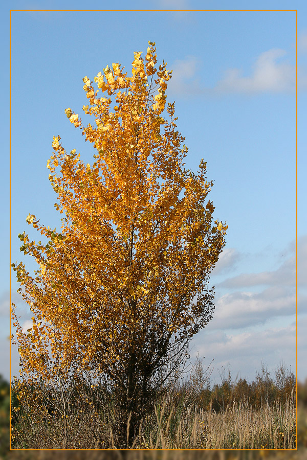 Goldener Herbst 2