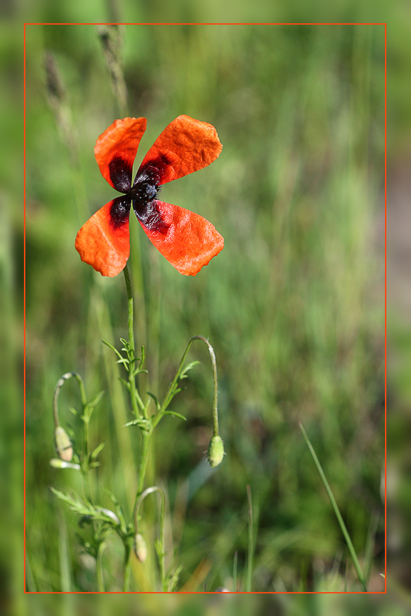 Mohn 1
