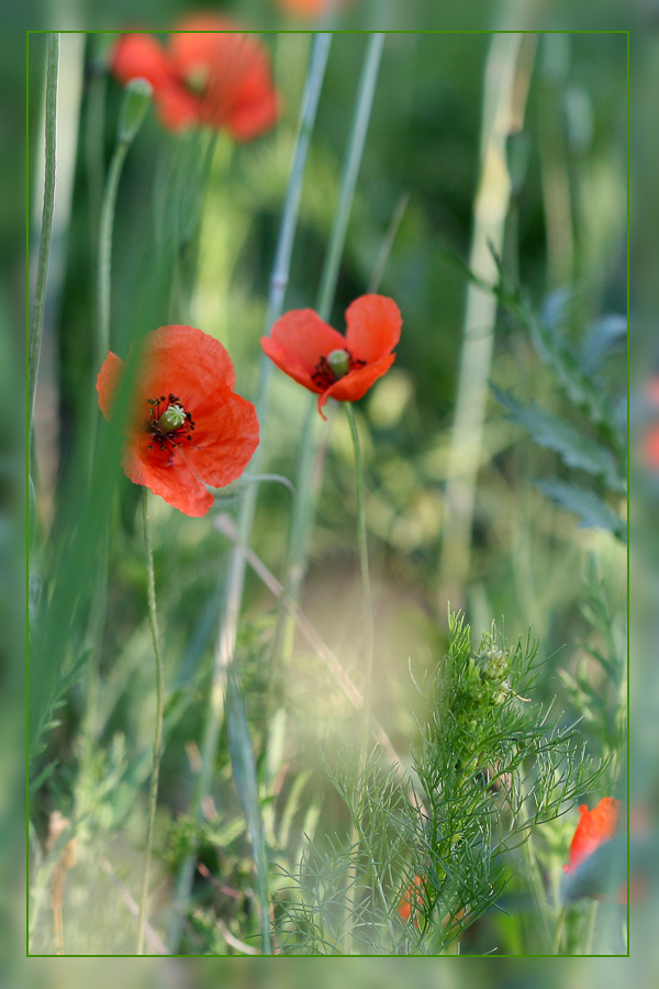 Mohn 1