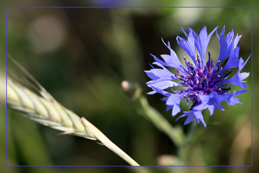 Kornblume 3