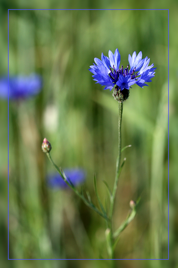 Kornblume 6