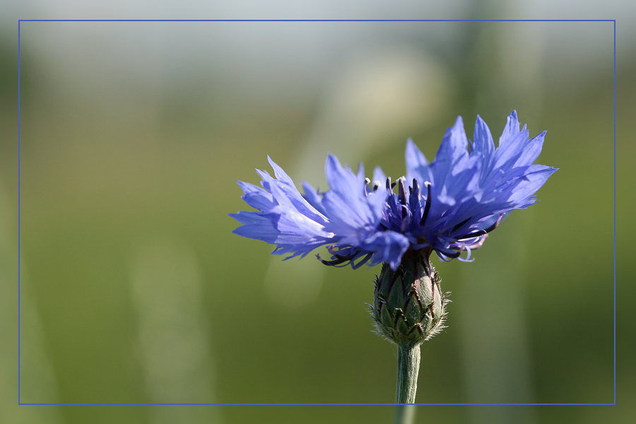 Kornblume 7