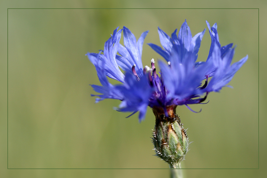 Kornblume 8