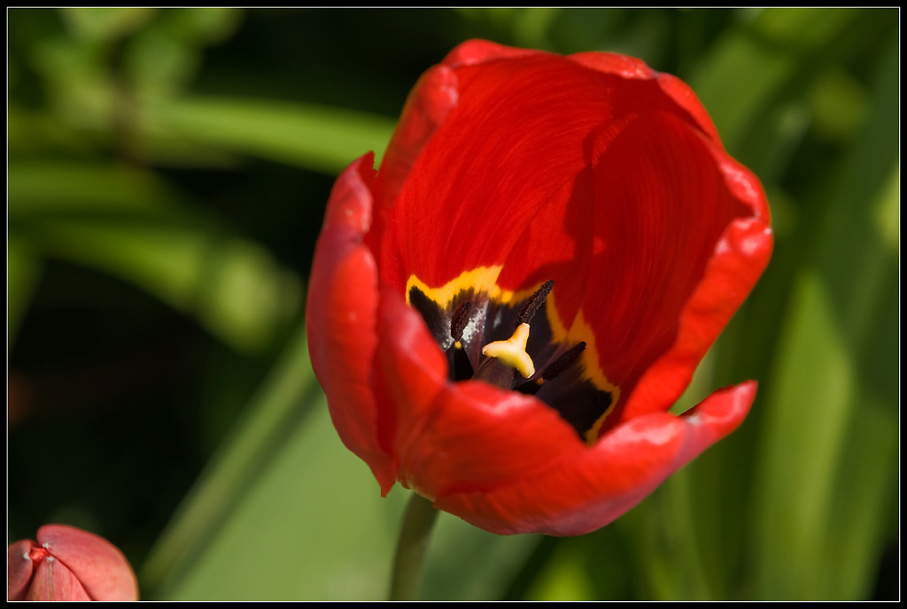 Tulpe