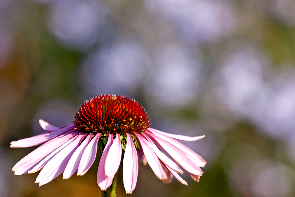Sonnenhut (Echinacea)