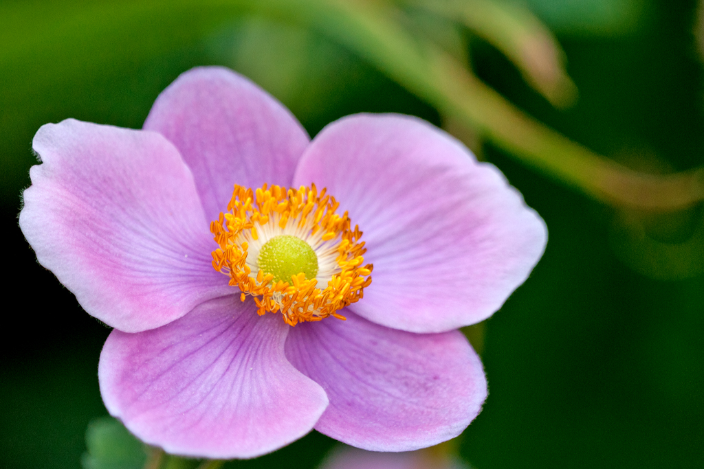 Herbst-Anemone (Anemone hupehensis)