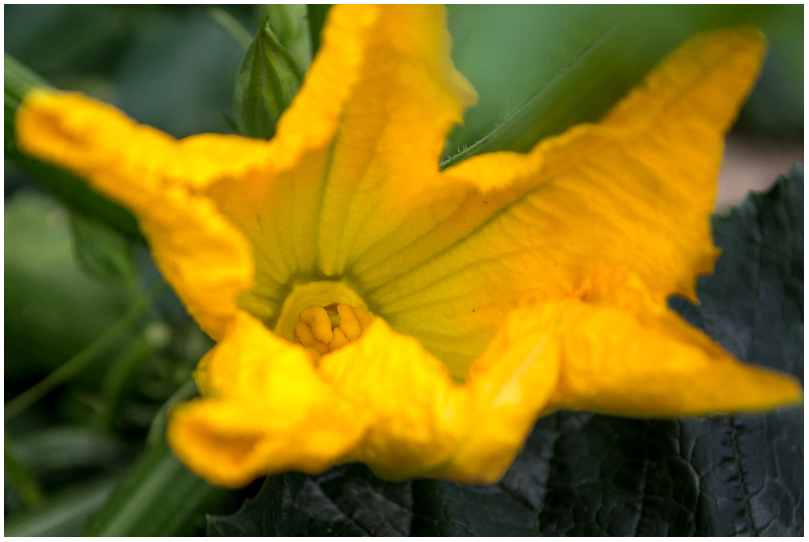 Zucchiniblüte