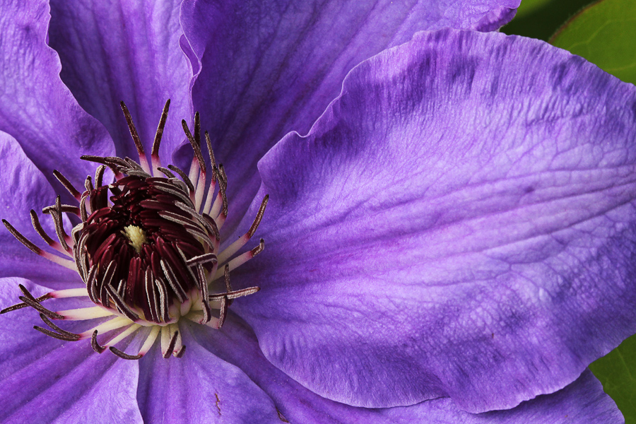 Clematis