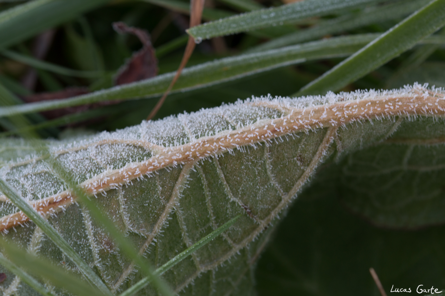 Raureif auf der Rückseite