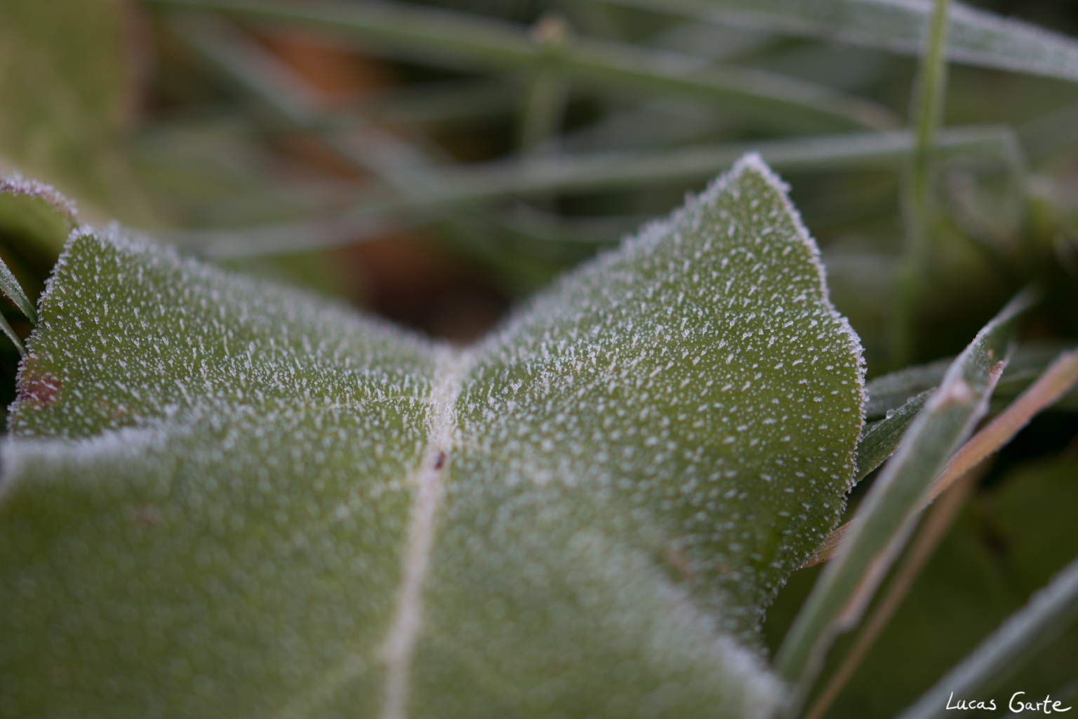 Raureif mit kurzer Schärfenebene
