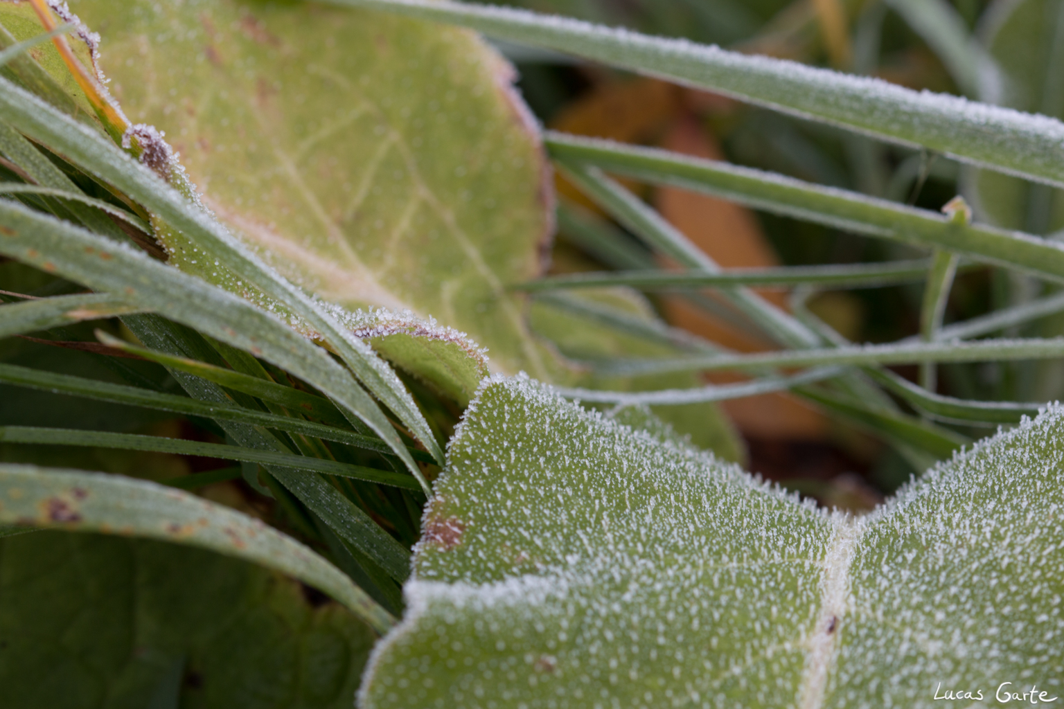 Raureif mit mehr Schärfentiefe