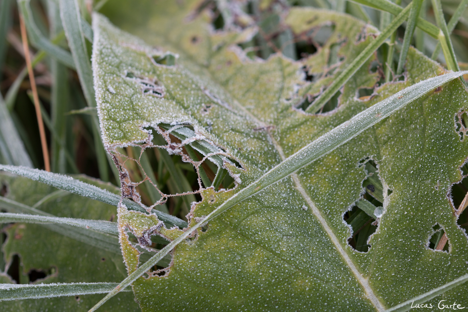 Zerfressen und bereift