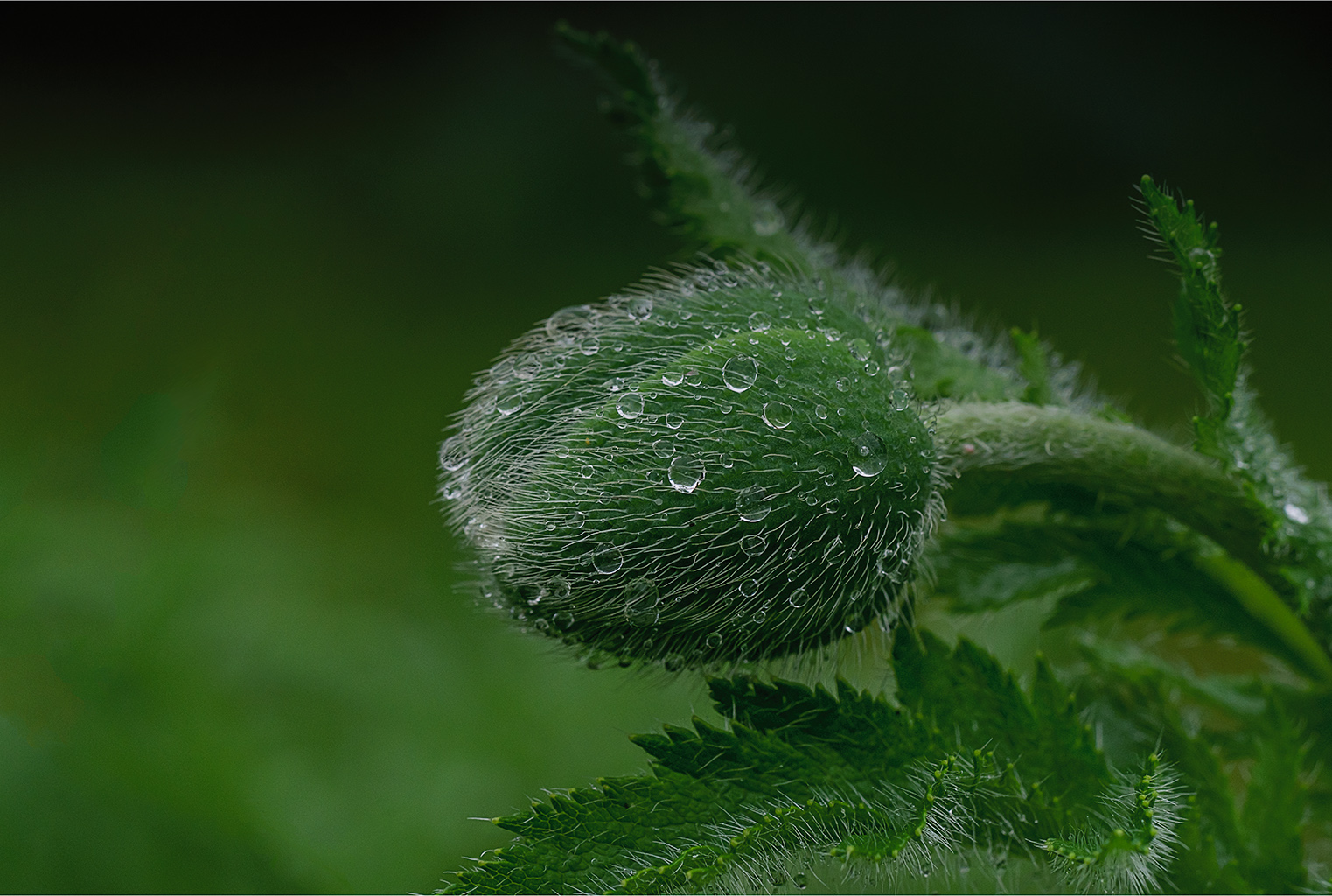 Mohnblüte geschlossen
