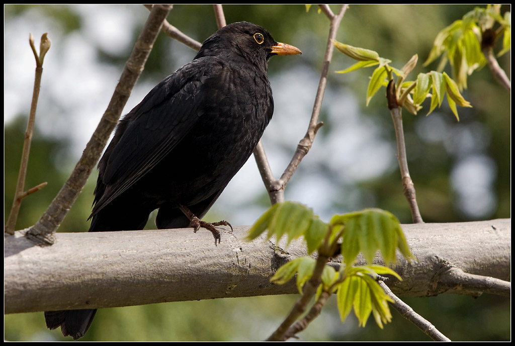 Amsel