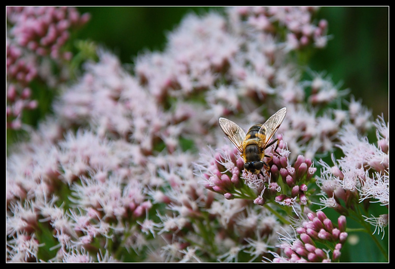 Die Geschichte mit Bienchen & Blümchen...