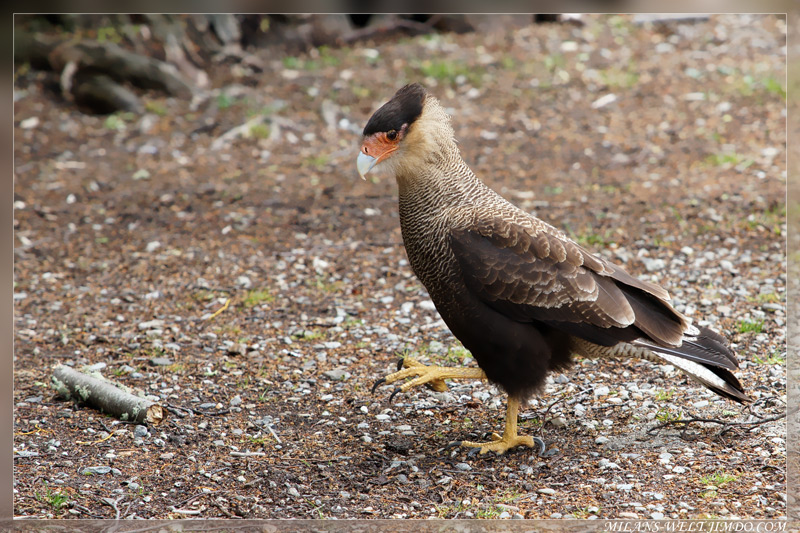 Caracara
