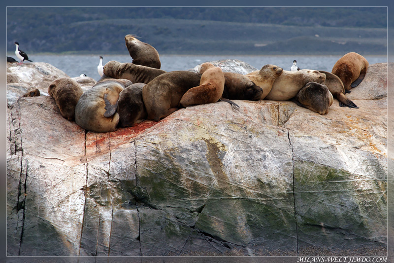 Seelöwenkolonie