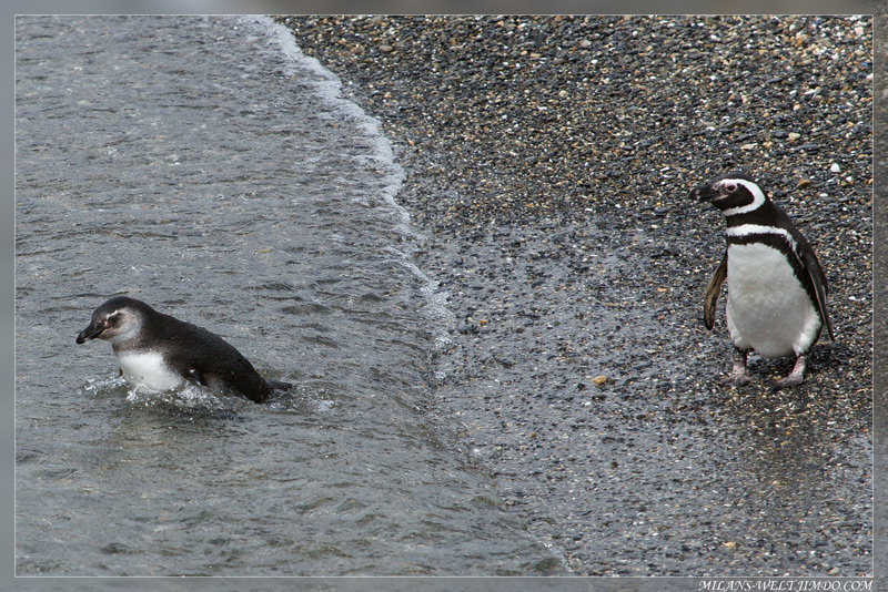 Magellanpinguine, Beaglekanal, Argentinien