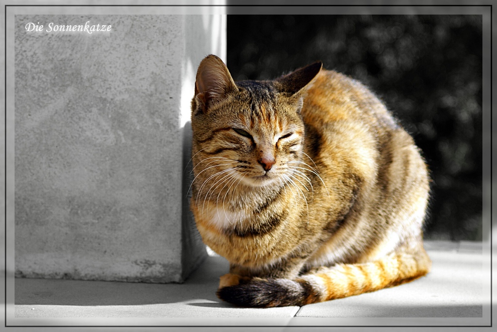Die Sonnenkatze