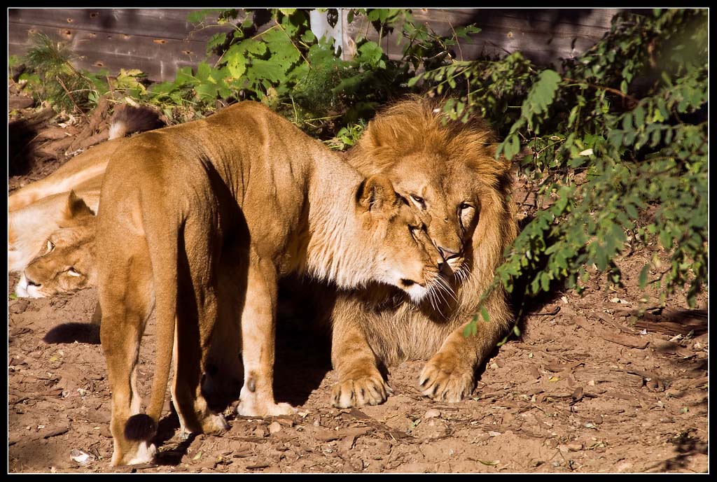 ehemalige Zirkuslöwen