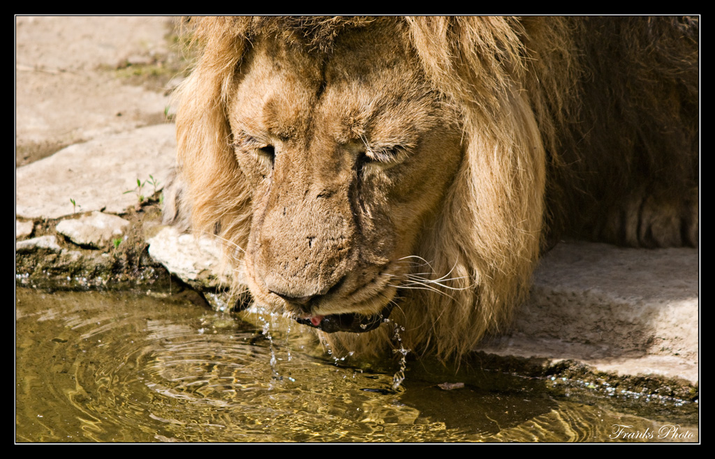 Löwentränke