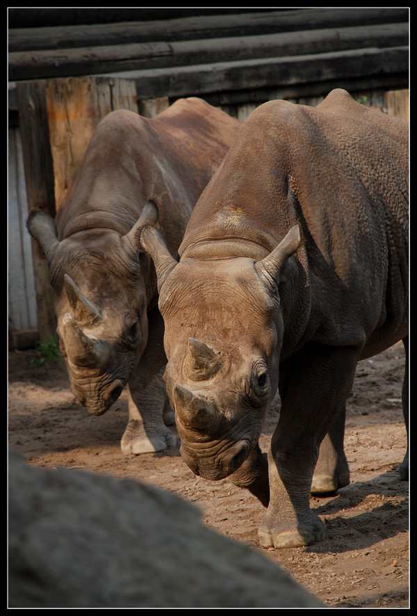 Auf die Hörner genommen