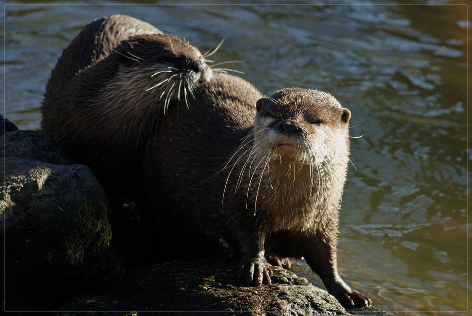 Frische Otternasen...
