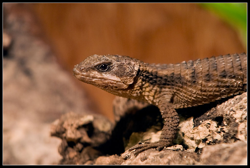 Zwerggürtelschweif 1