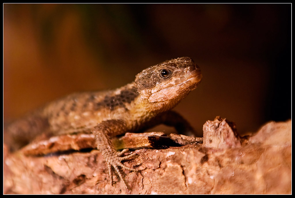 Zwerggürtelschweif 2