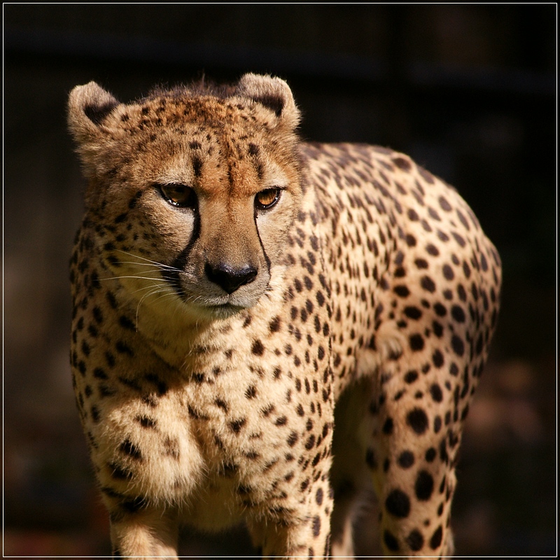 Smithsonian National Zoological Garden Washington DC 4