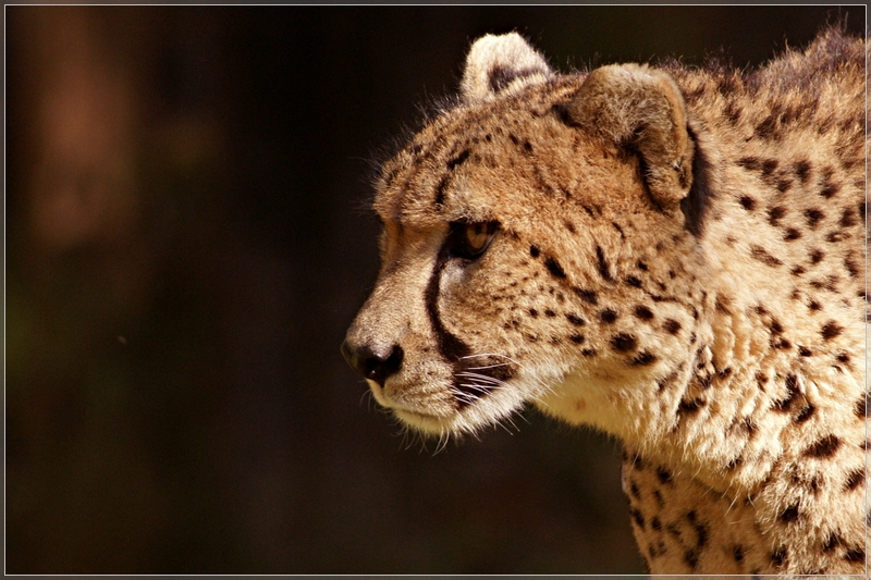 Smithsonian National Zoological Garden Washington DC 3