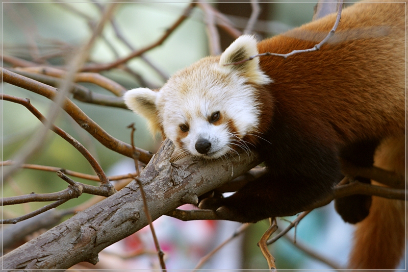 Smithsonian National Zoological Garden Washington DC 2