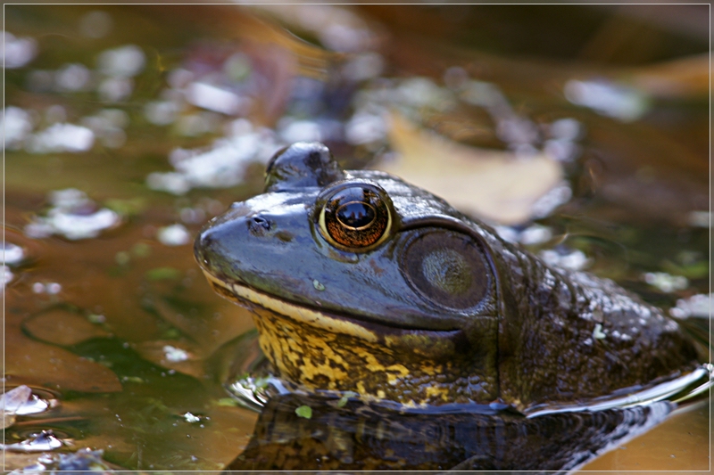 Smithsonian National Zoological Garden Washington DC