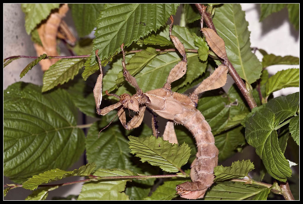 Gespensterschrecke groß