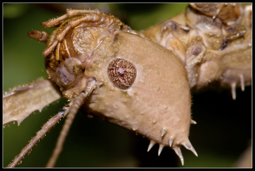 Gespensterschrecke Kopf