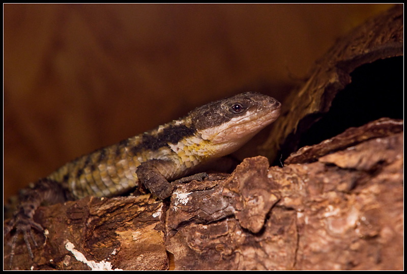 Wilma nach Frühjahrshäutung