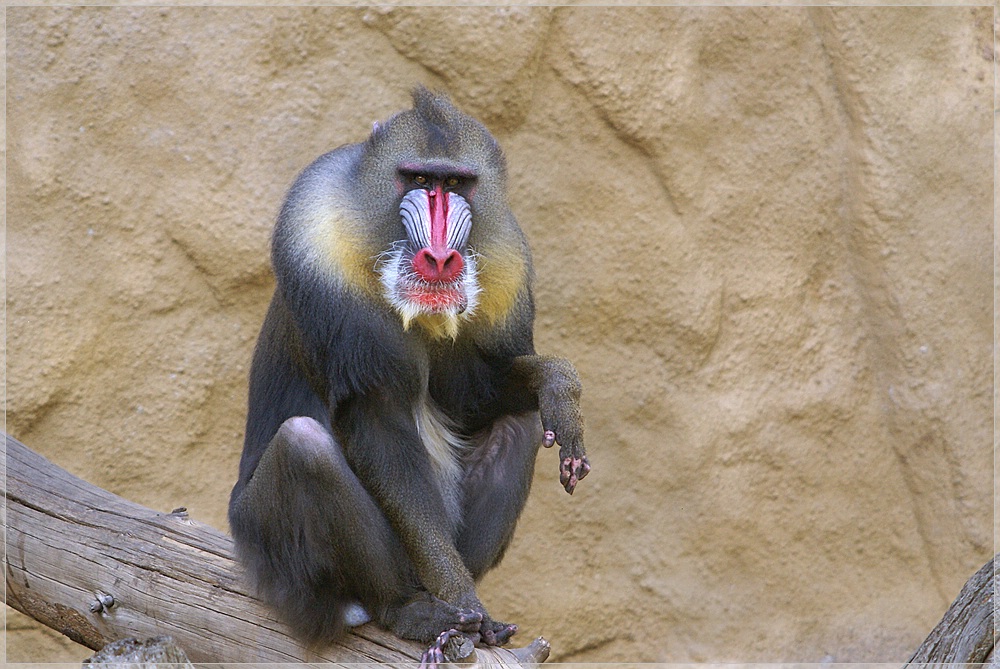 Mandrill-Pappa