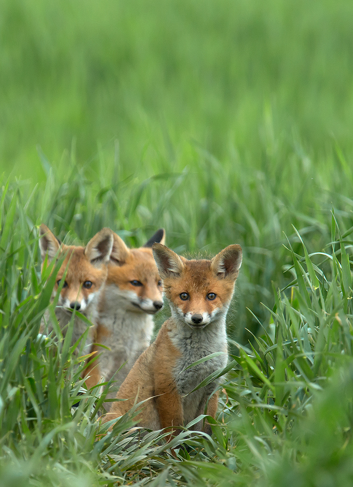 Fuchswelpen