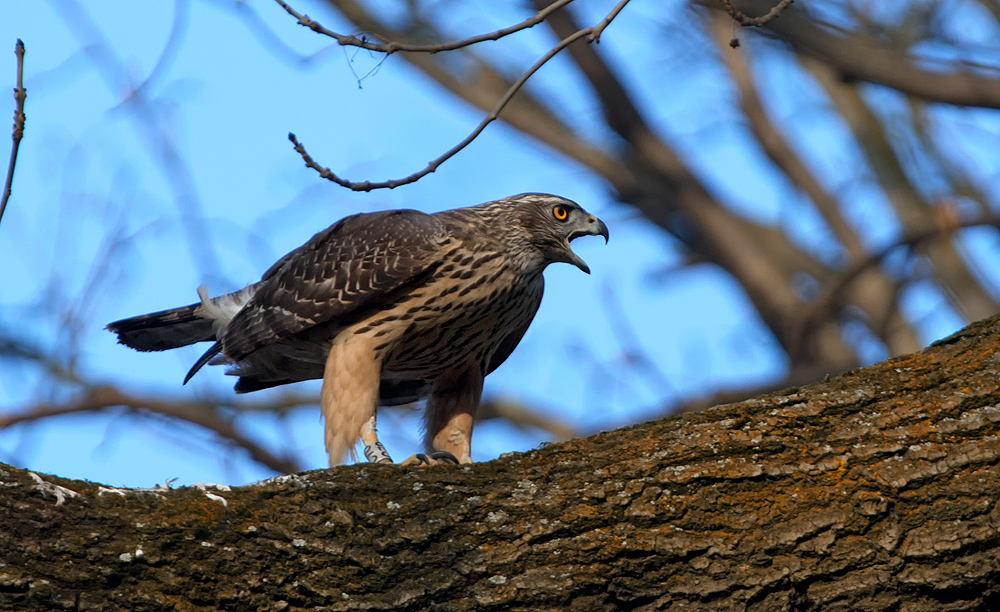 Junges Habicht Weibchen
