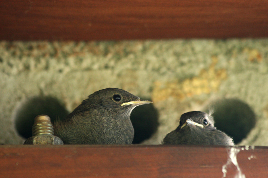 Rotschwanzjungvögelchen