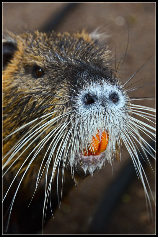 Nutria