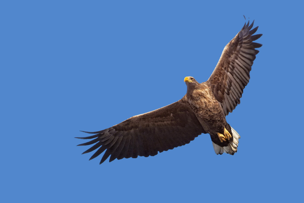 König der Lüfte, der Seeadler