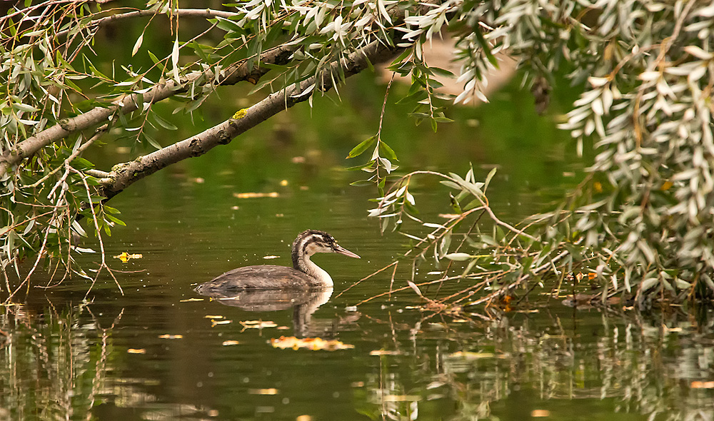 Junger Haubentaucher